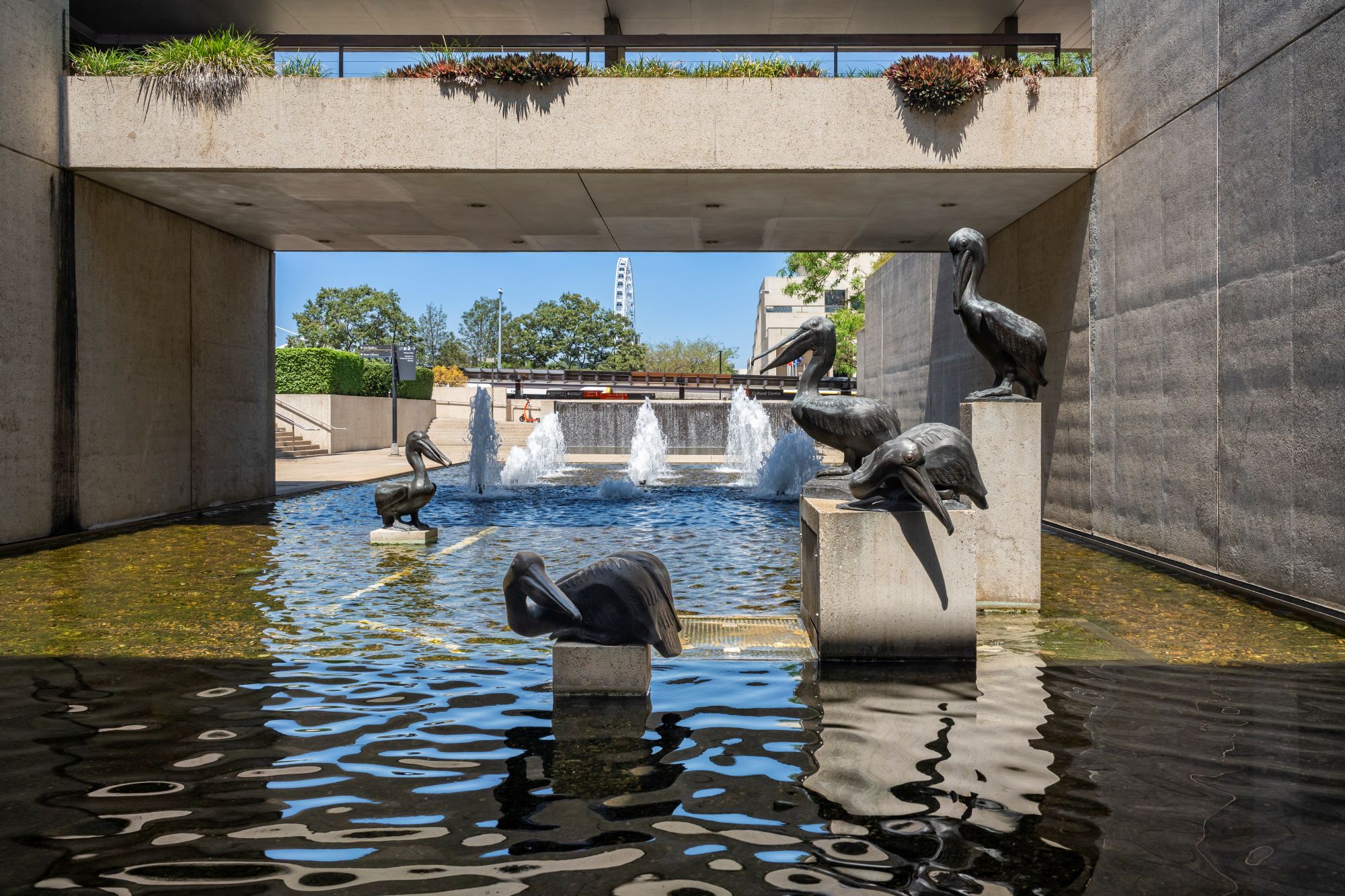 Pelicans - Perides Art Projects